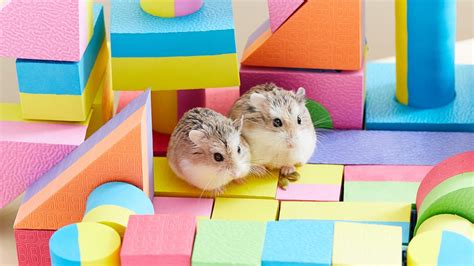 hamster hamsters|how to care for hamsters.